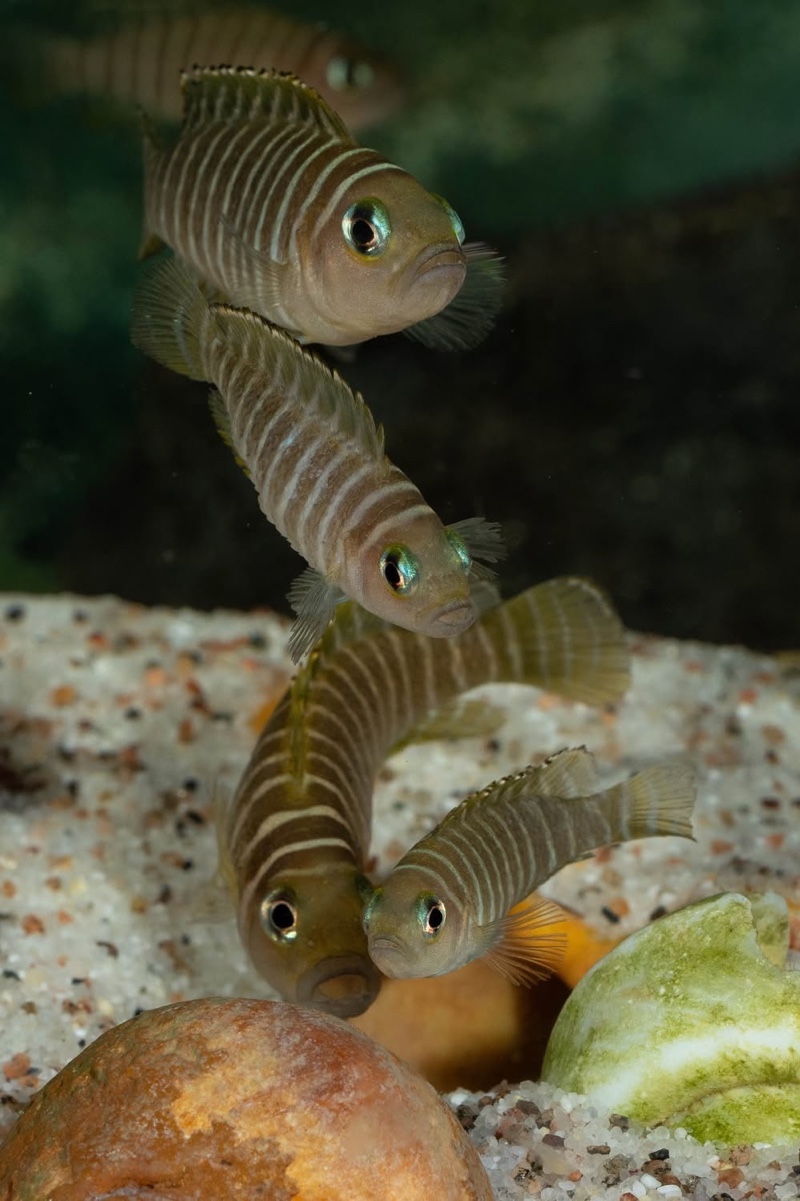 Neolamprologus similis